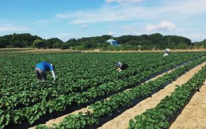 干し芋の発祥と生産地について