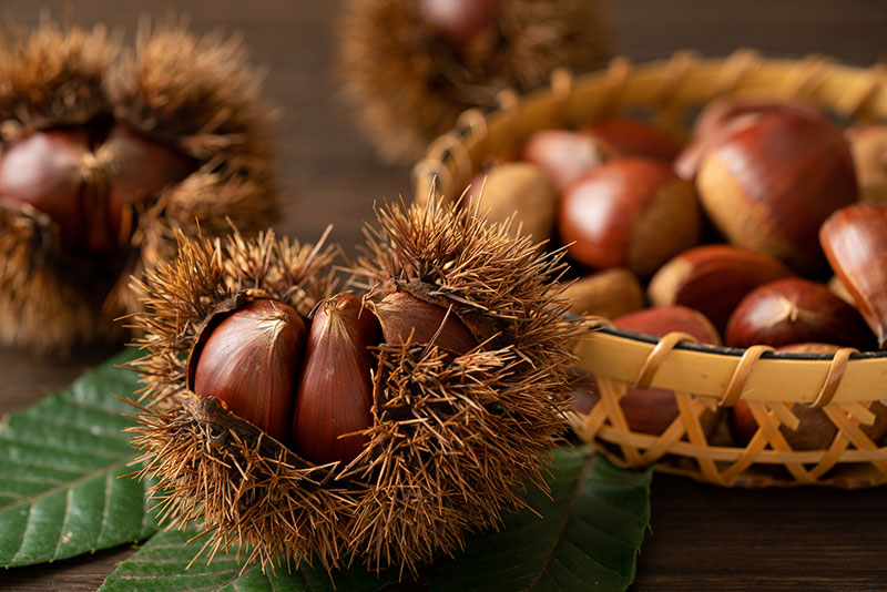 焼き栗と甘栗の違いとは?味・香り・食感・栄養価など、それぞれの違いを解説